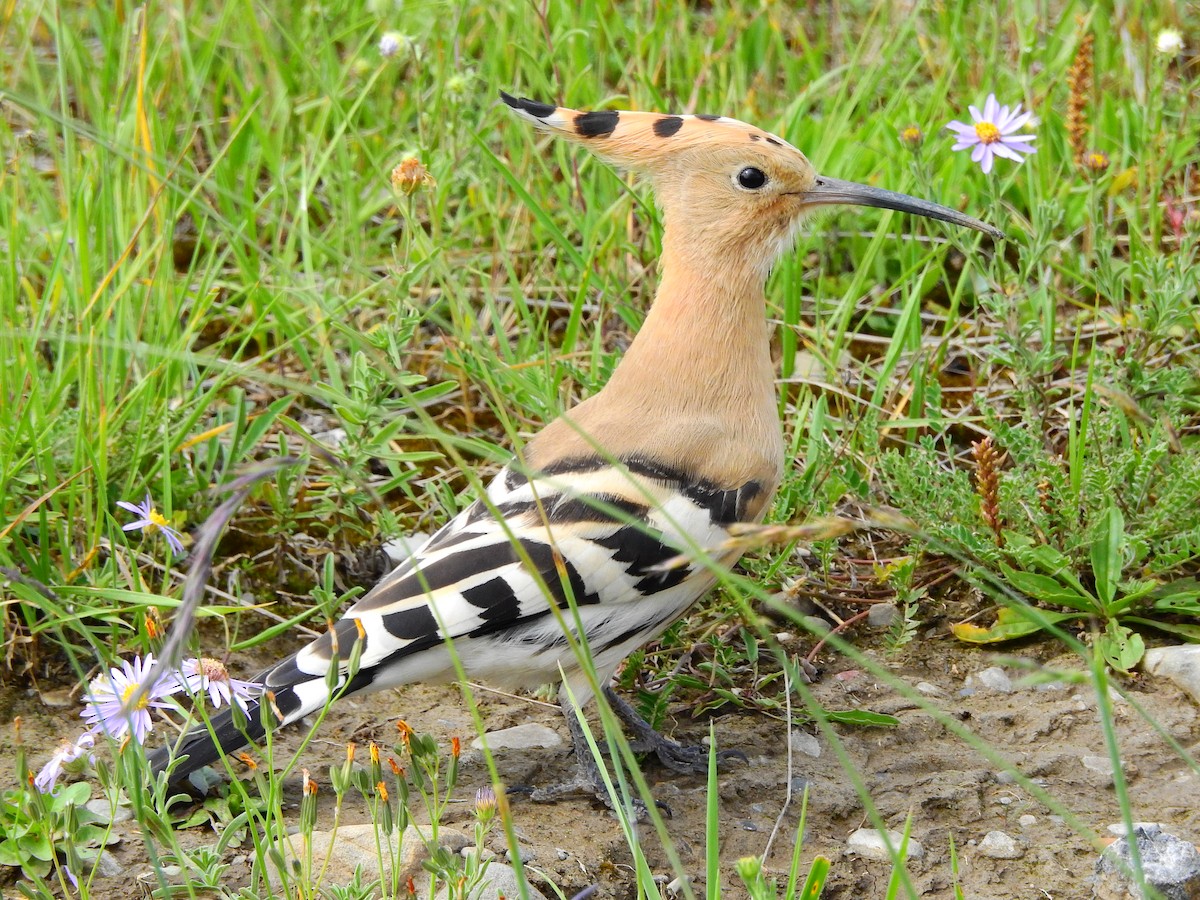 Eurasian Hoopoe - ML173816461