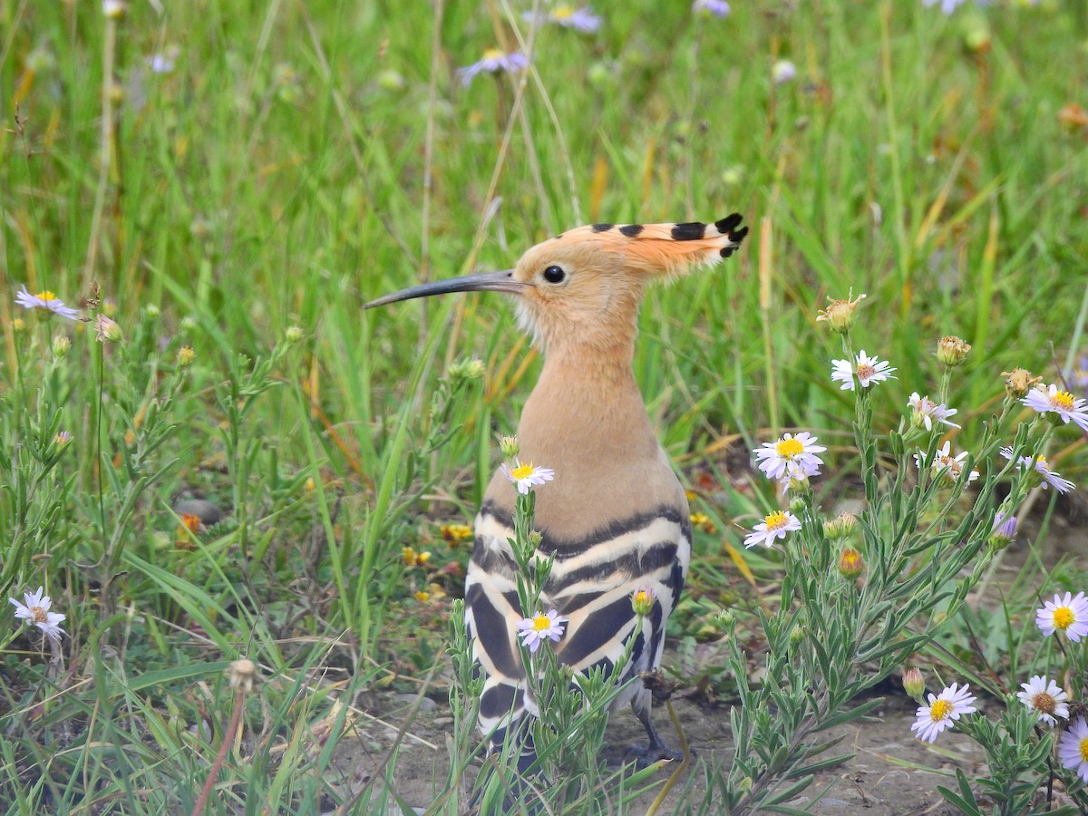 Eurasian Hoopoe - ML173816471