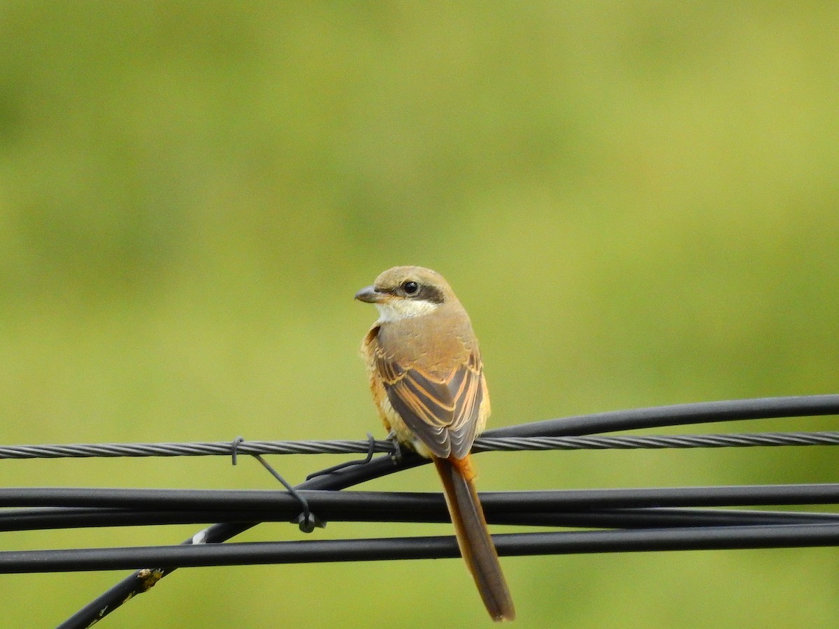 Brown Shrike - ML173816521