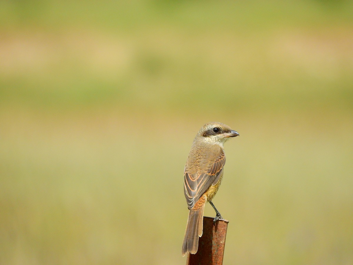 Brown Shrike - ML173816531