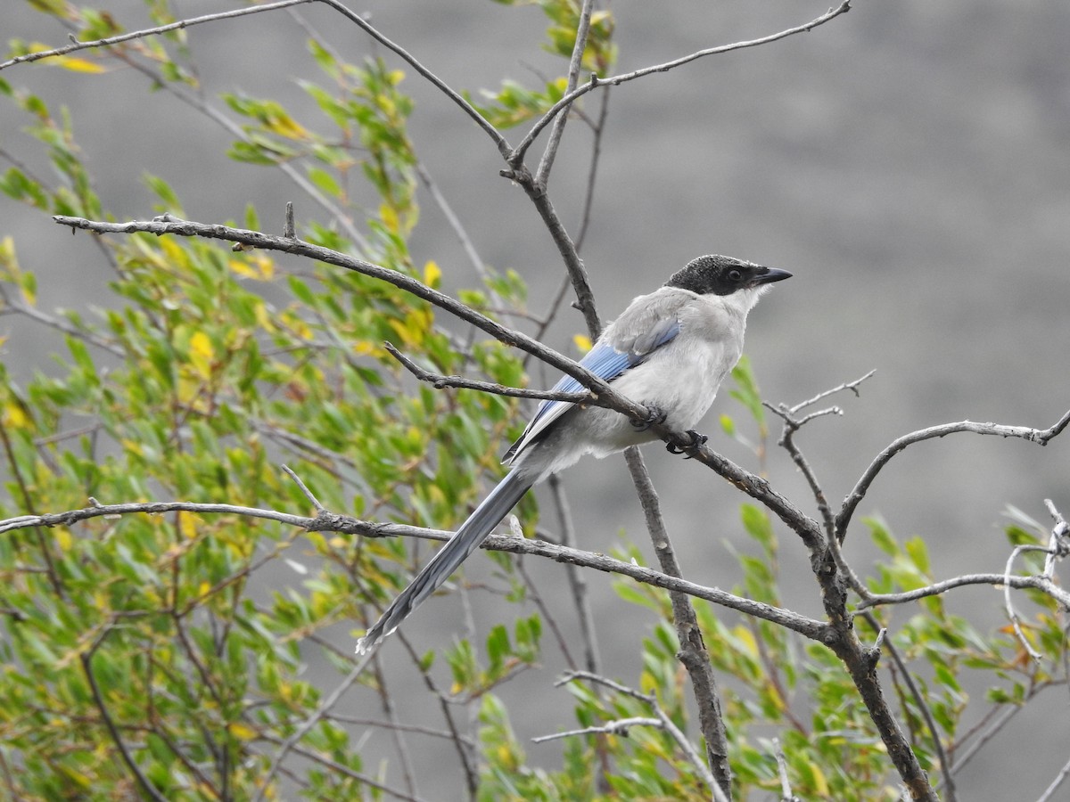 Azure-winged Magpie - ML173816661