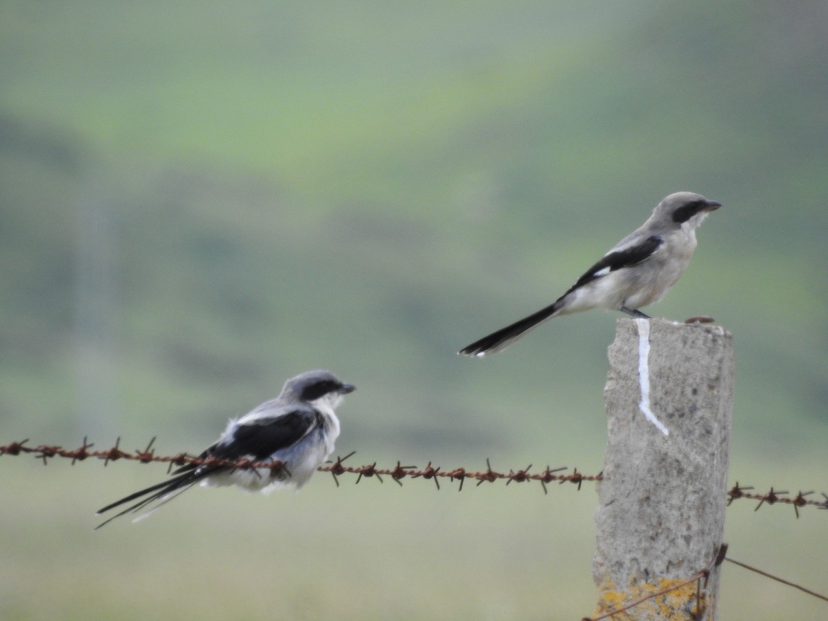 Giant Shrike - ML173816771