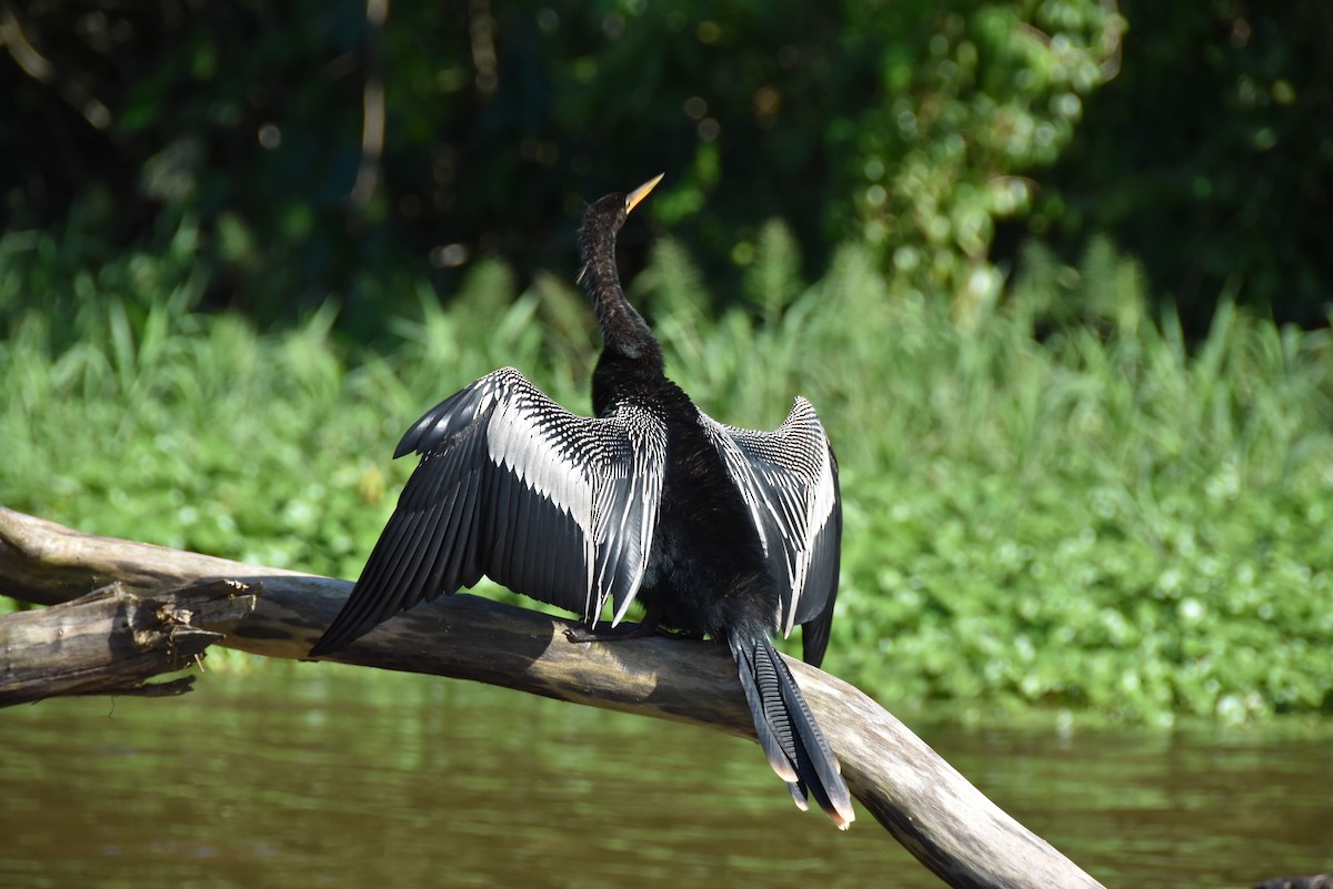 Anhinga - Jordi Aubia Ferré