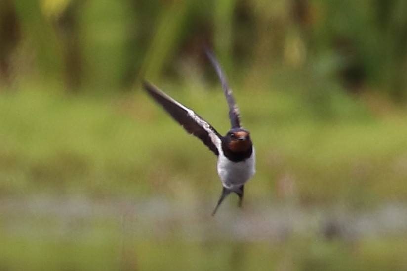 Barn Swallow - ML173817531