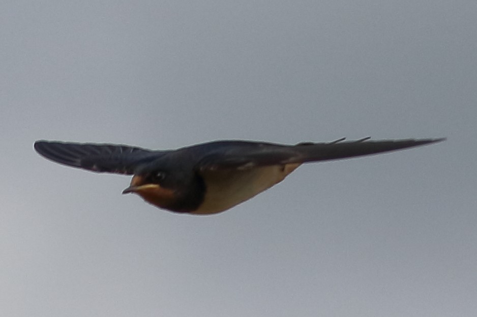 Barn Swallow - ML173817571