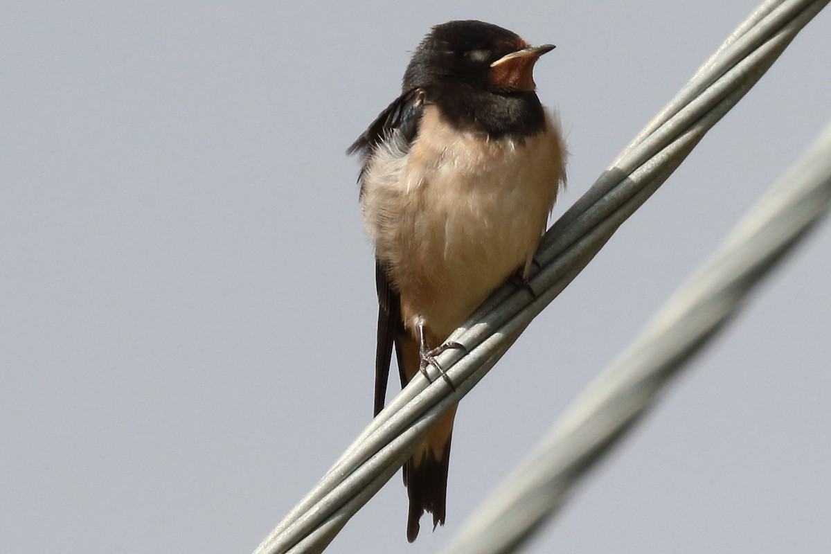 Barn Swallow - ML173817701