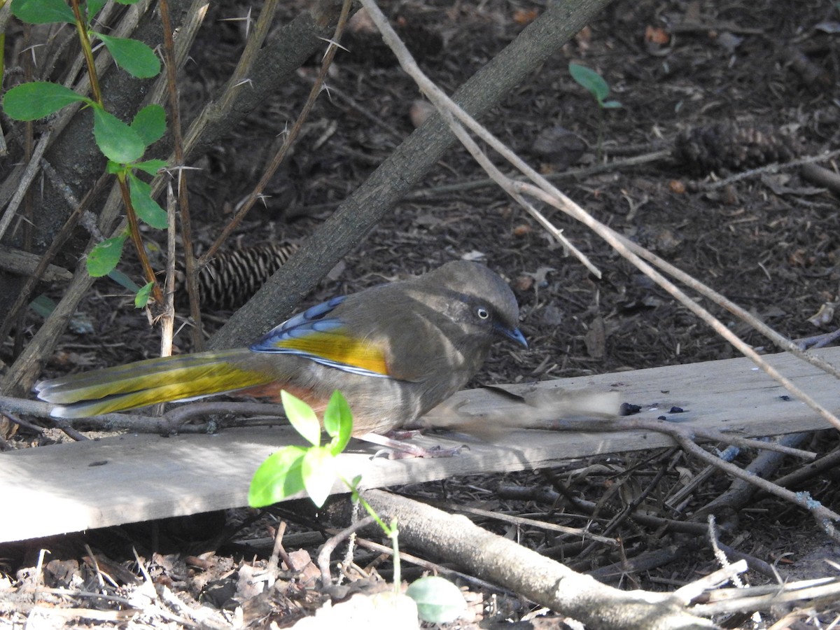 Elliot's Laughingthrush - ML173817811