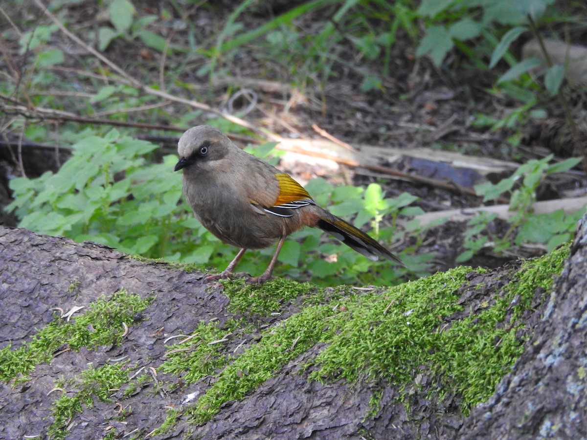 カキハガビチョウ - ML173817821