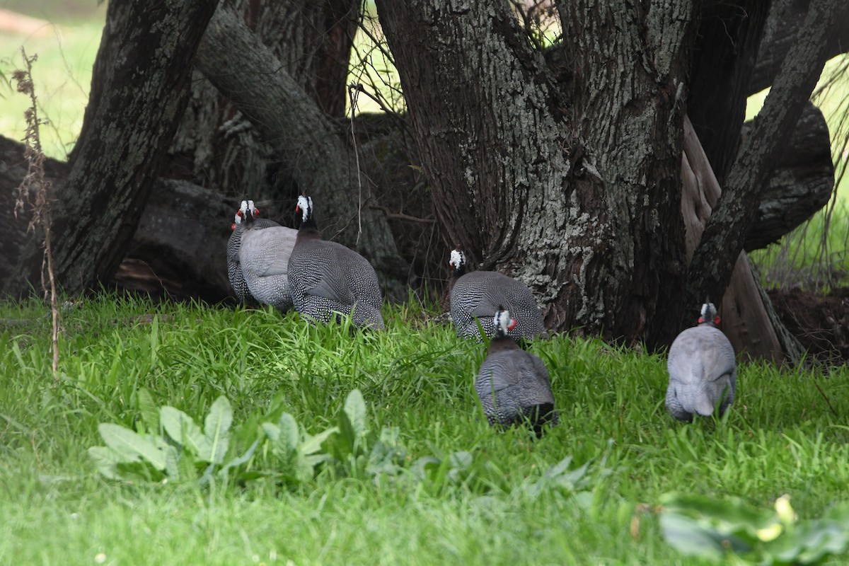 Helmeted Guineafowl (West African) - ML173819021