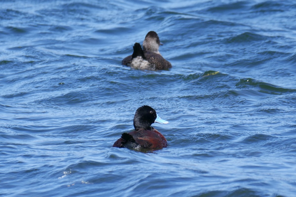 Blue-billed Duck - Jenny Stiles