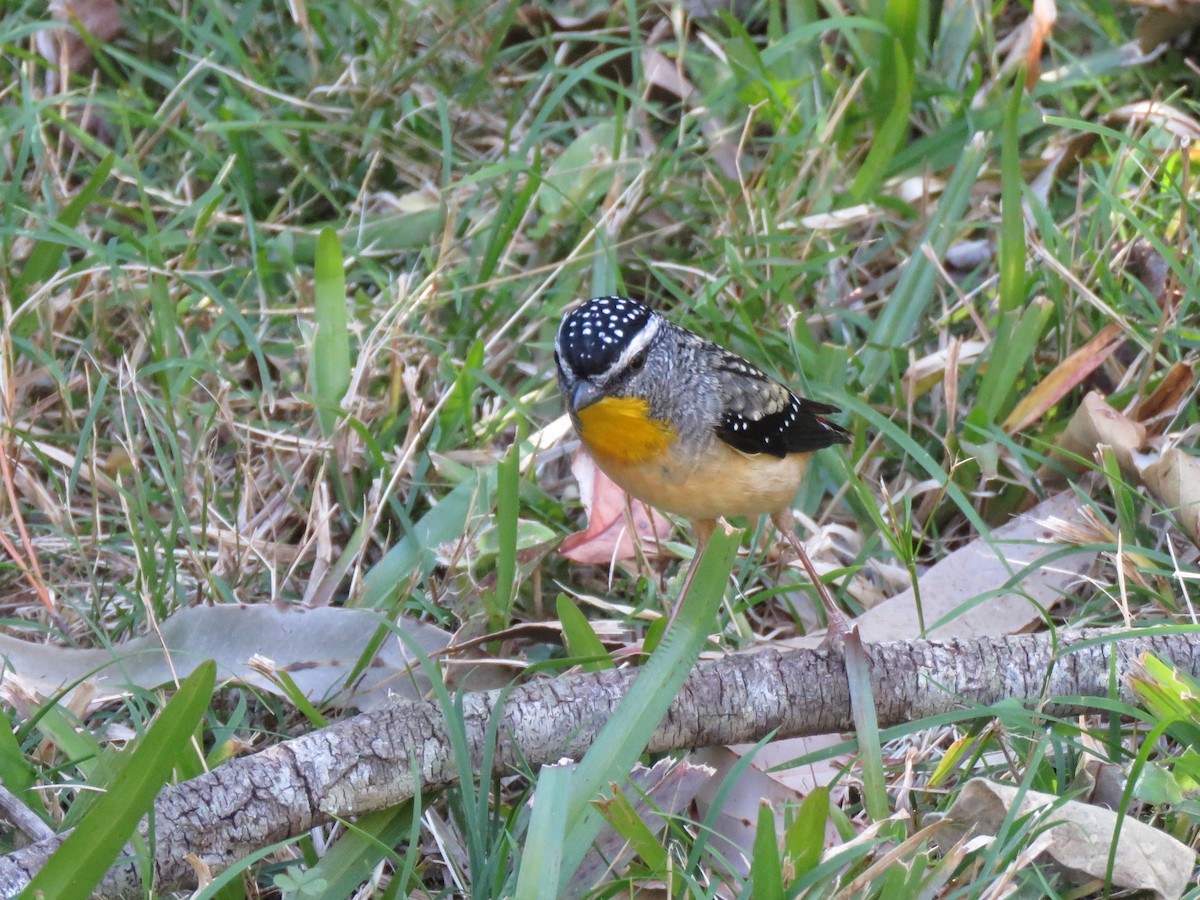 Fleckenpanthervogel - ML173819501