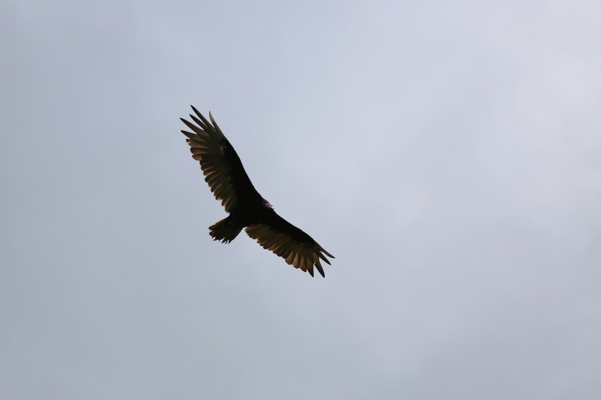 Turkey Vulture - ML173820111