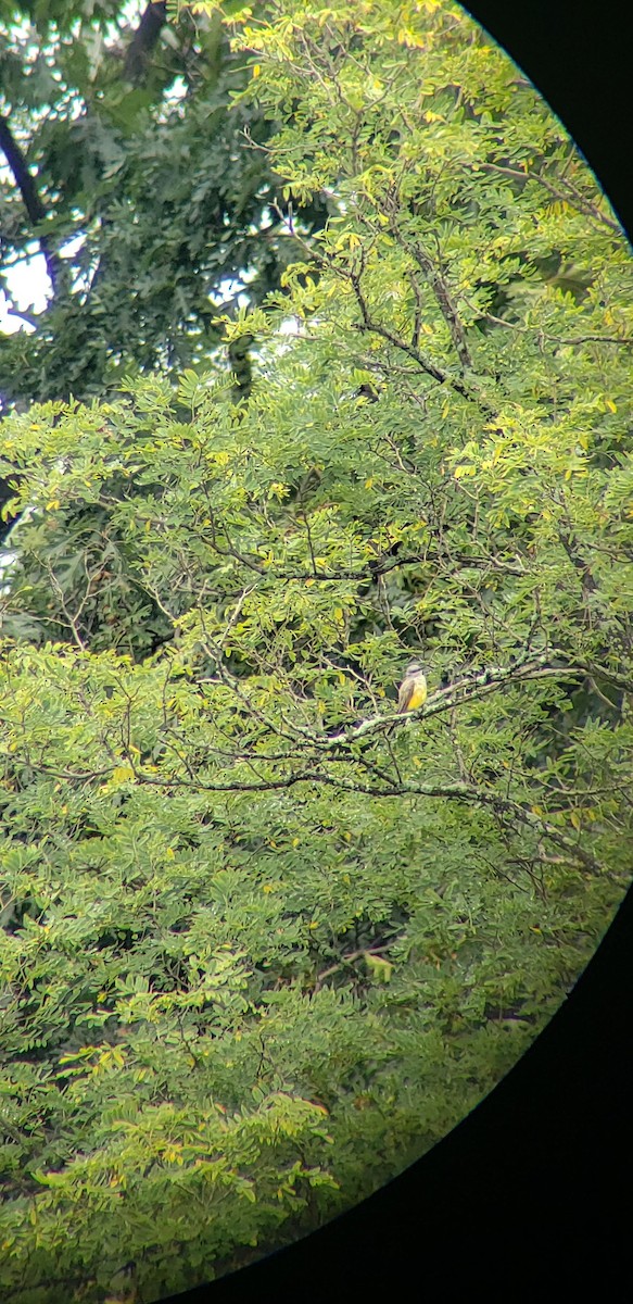 Western Kingbird - ML173820371