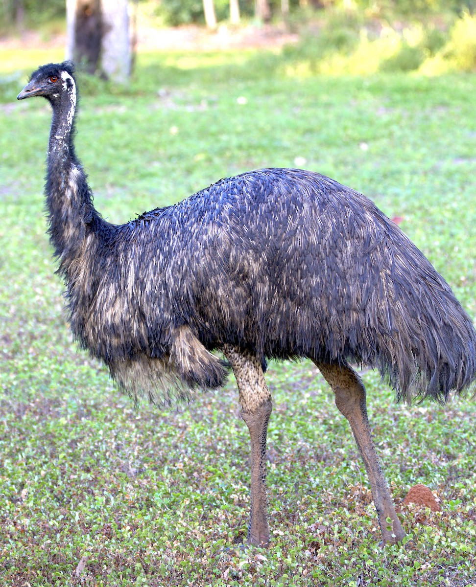 Emu - Nicholas Bourke