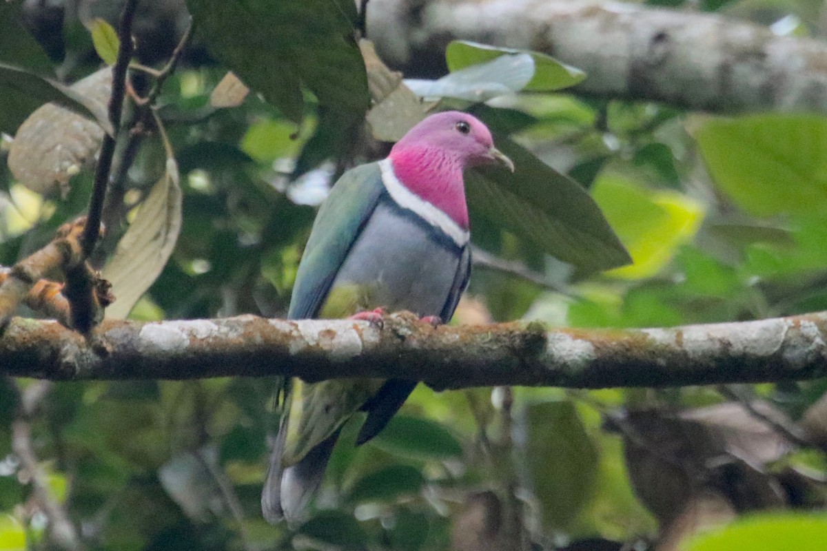 Pink-headed Fruit-Dove - Gil Ewing