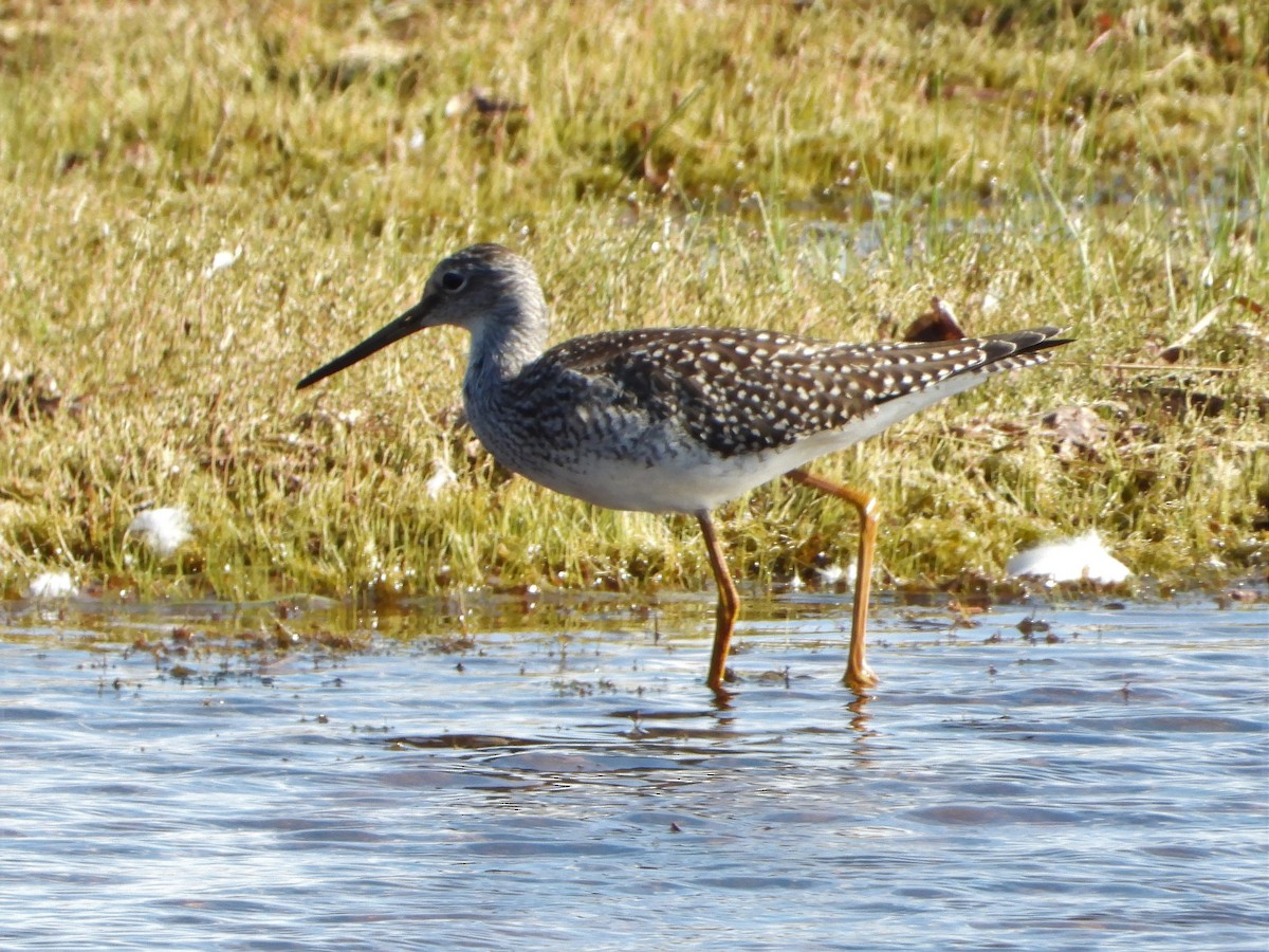 Greater Yellowlegs - ML173824021
