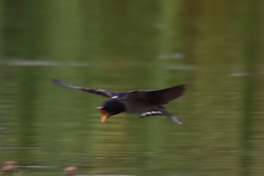 Barn Swallow - ML173826471