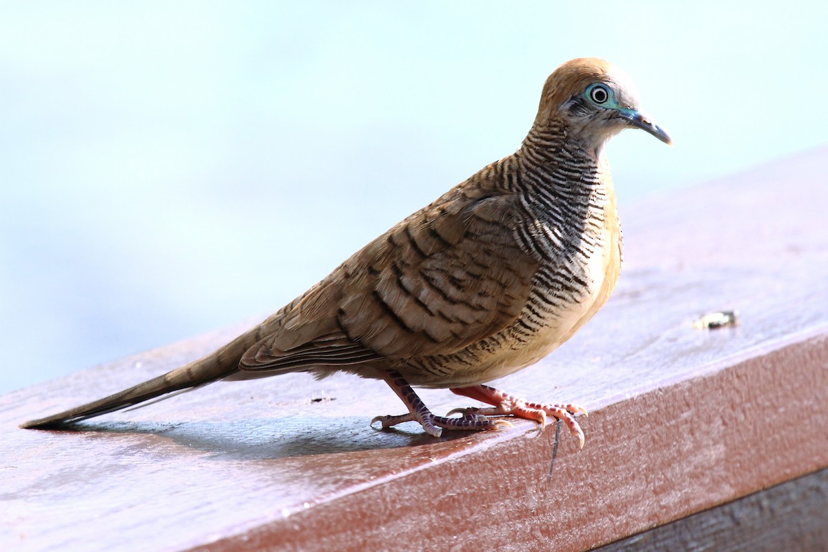 eBird Checklist - 22 Jul 2011 - Hotel Kaveka - 7 species