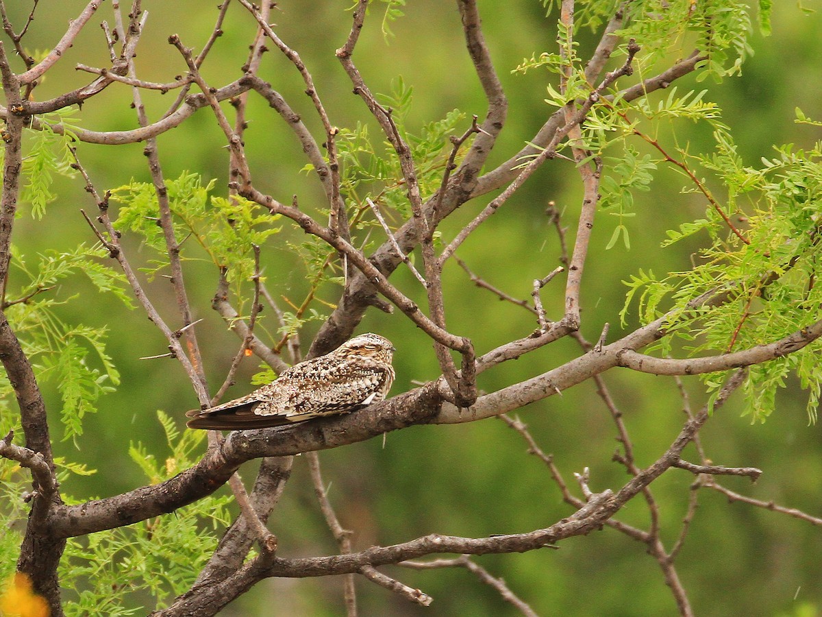 Common Nighthawk - ML173827961