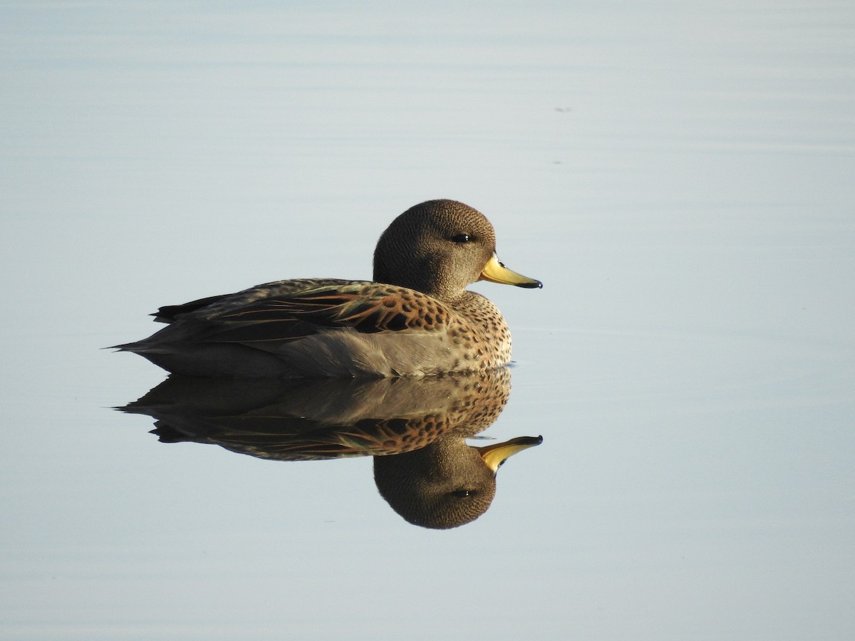 Yellow-billed Teal - ML173828281