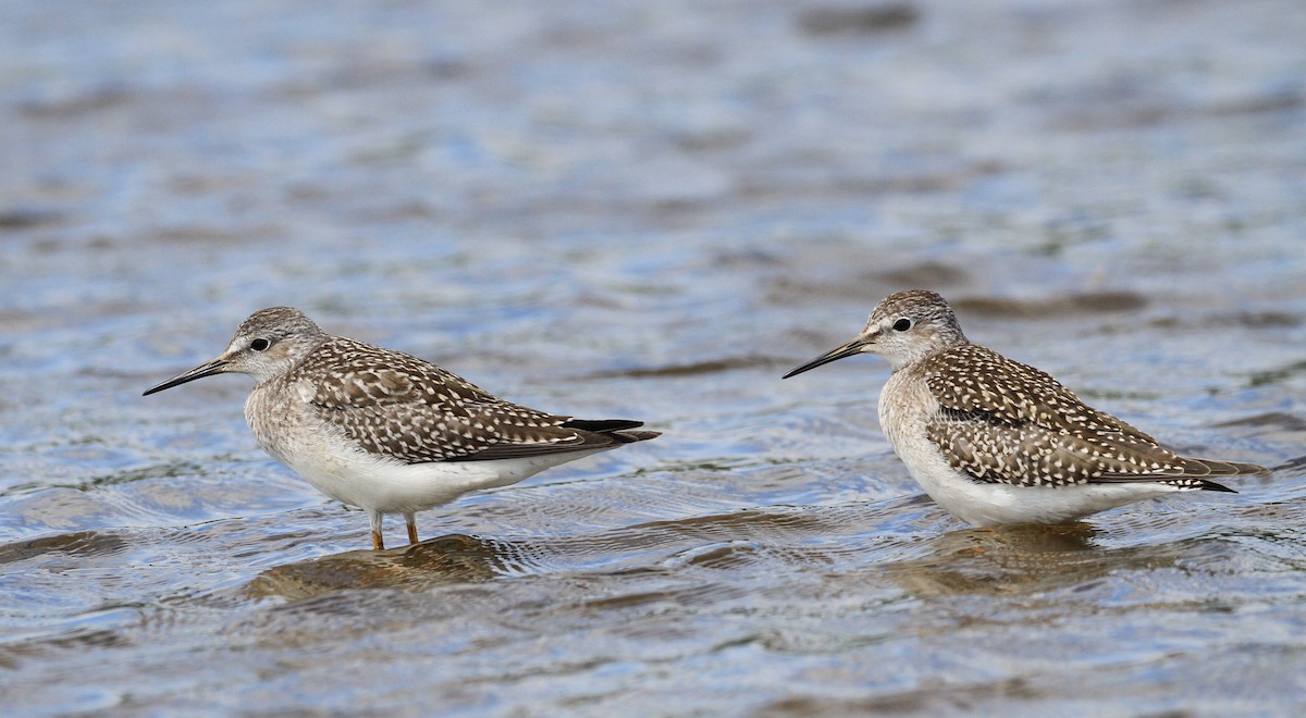 Lesser Yellowlegs - ML173828711