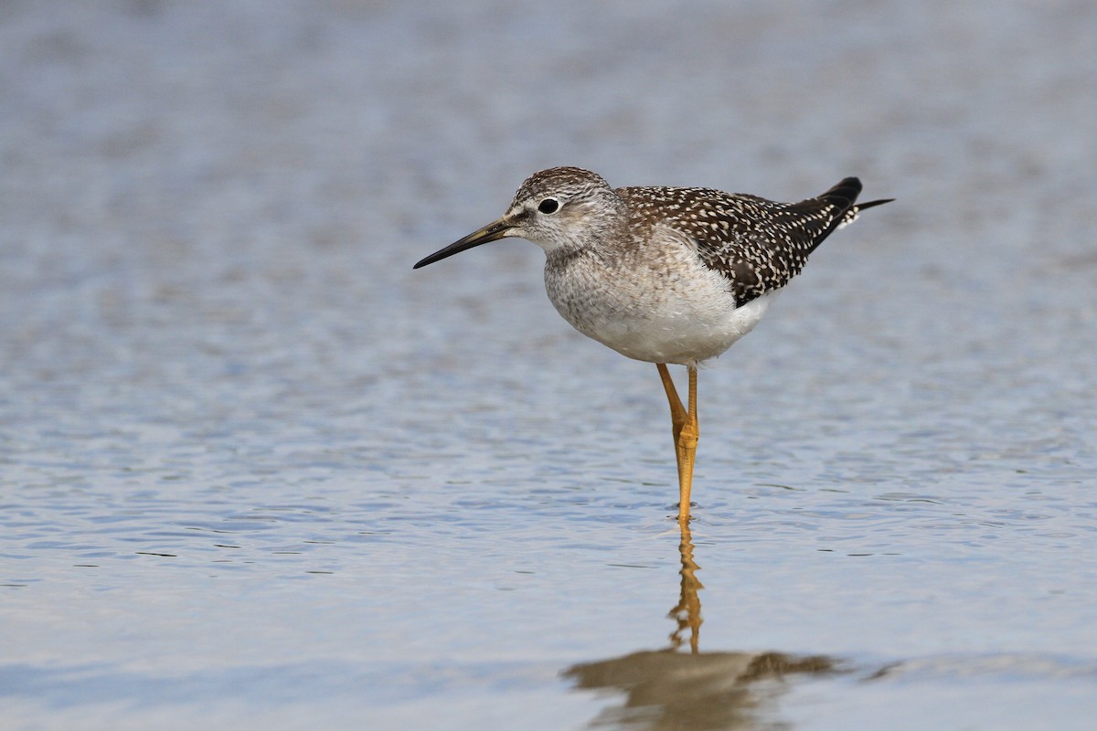 Lesser Yellowlegs - ML173828751