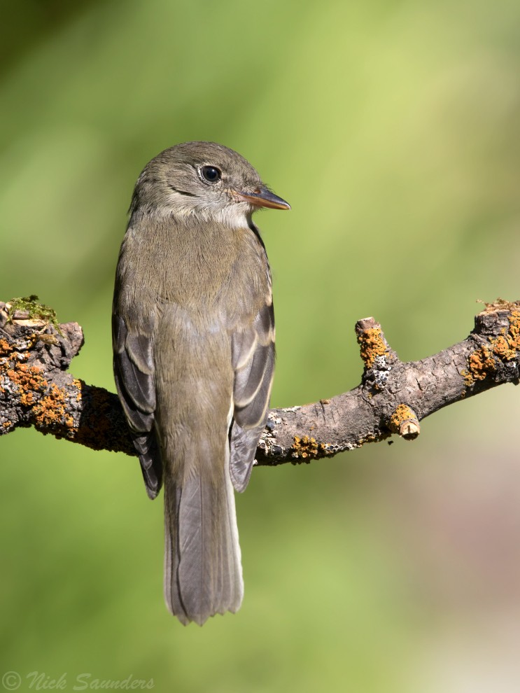 Alder/Willow Flycatcher (Traill's Flycatcher) - Nick Saunders