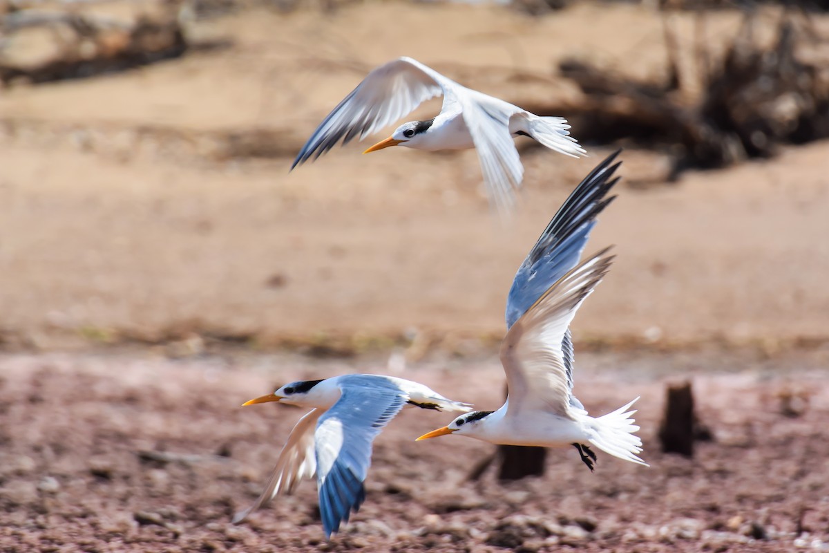 Lesser Crested Tern - Giuseppe Citino