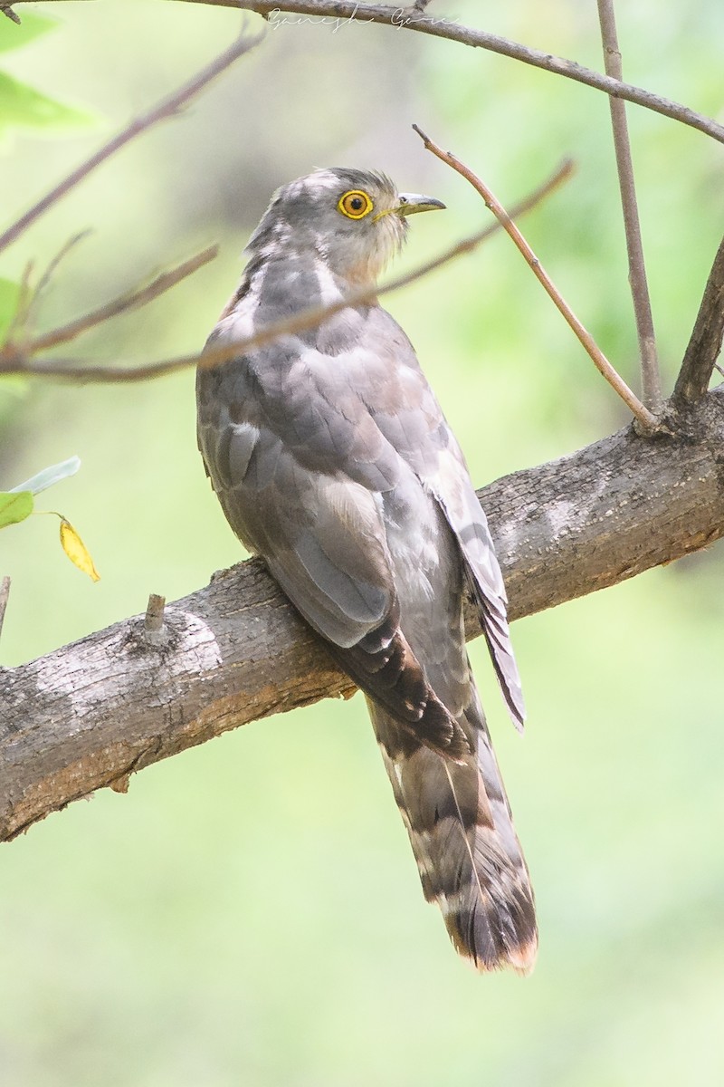 Common Hawk-Cuckoo - Ganesh Gore