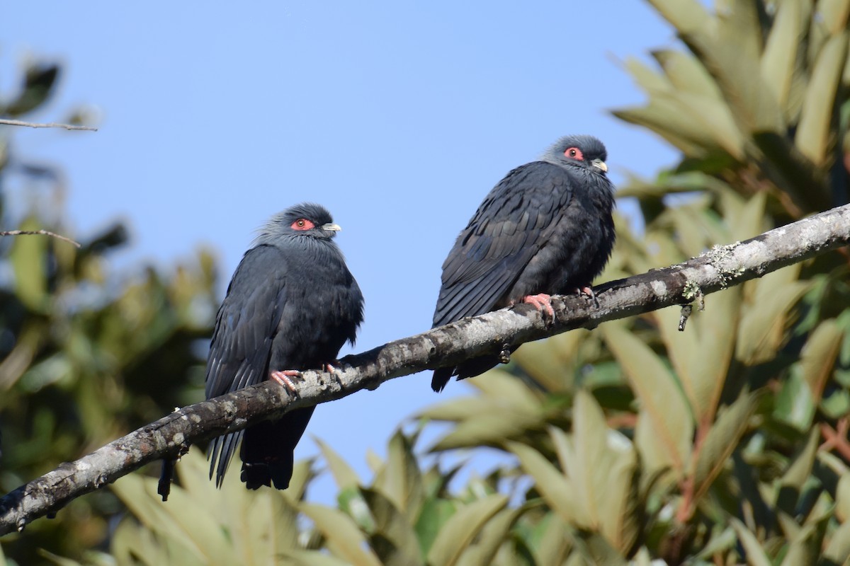 Madagascar Blue-Pigeon - ML173832031