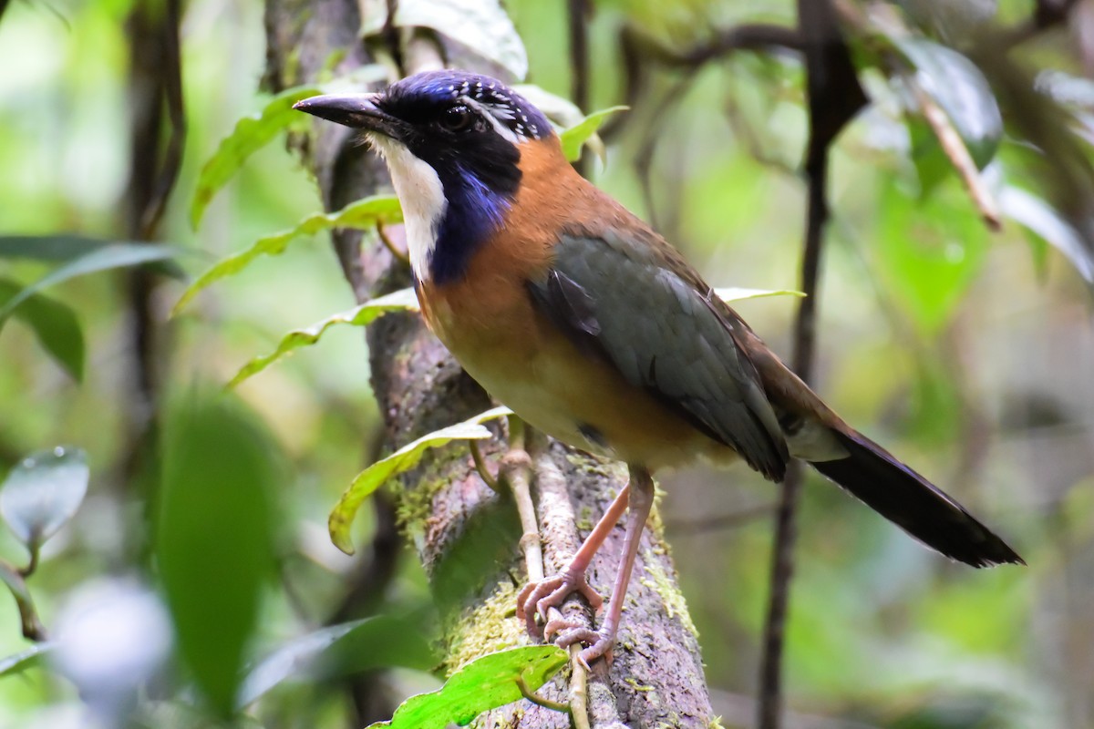 Pitta-like Ground-Roller - Giuseppe Citino