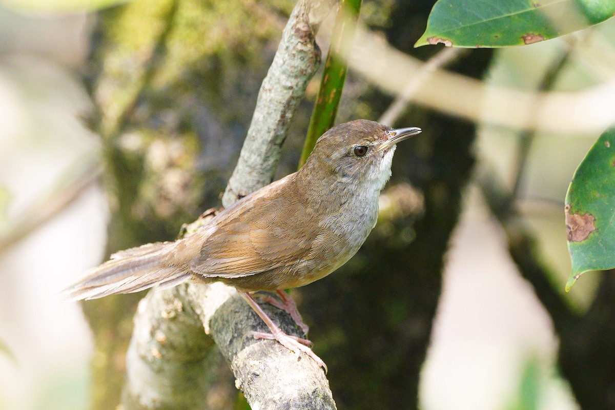 Russet Bush Warbler - Roman Lo