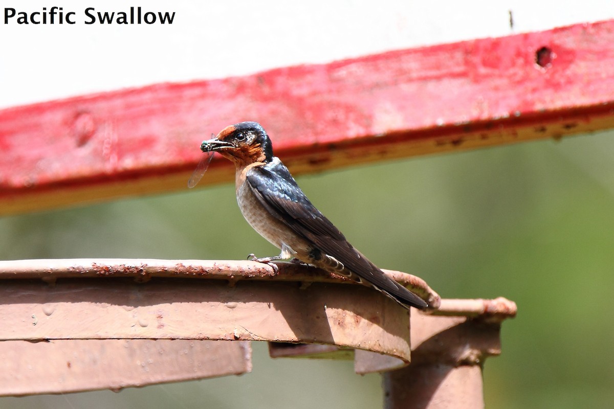 Pacific Swallow - ML173834691