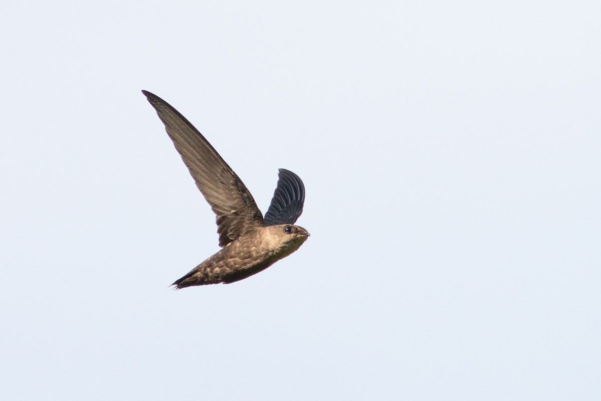 Chimney Swift - Jeff O'Connell