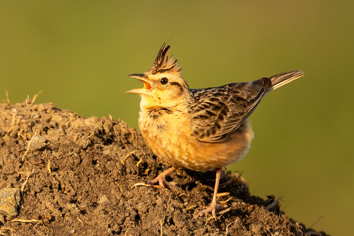 Tawny Lark - Ramesh Desai