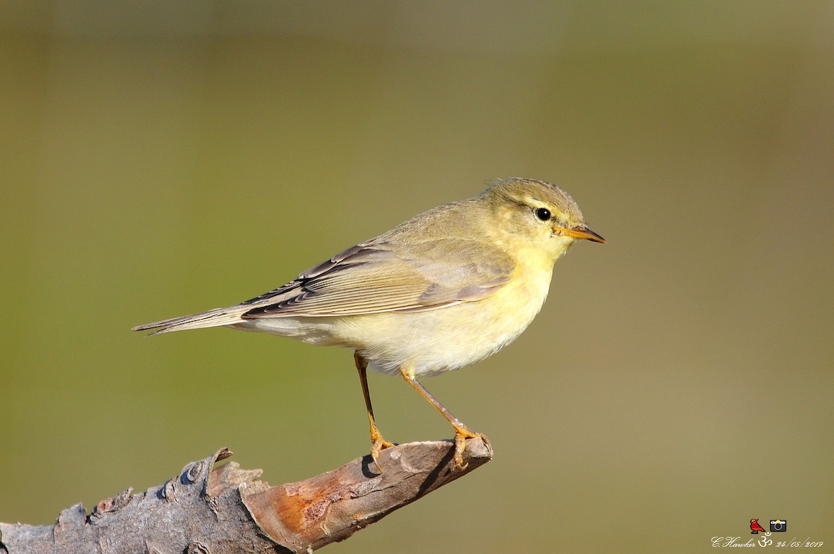 Willow Warbler - Carl  Hawker