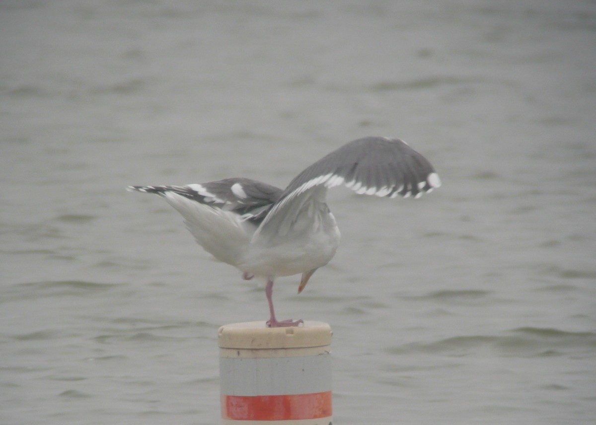 Slaty-backed Gull - ML173837881