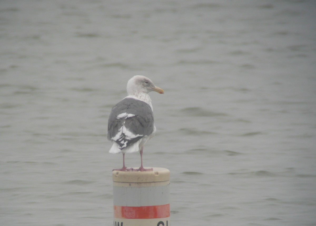 Slaty-backed Gull - ML173837891