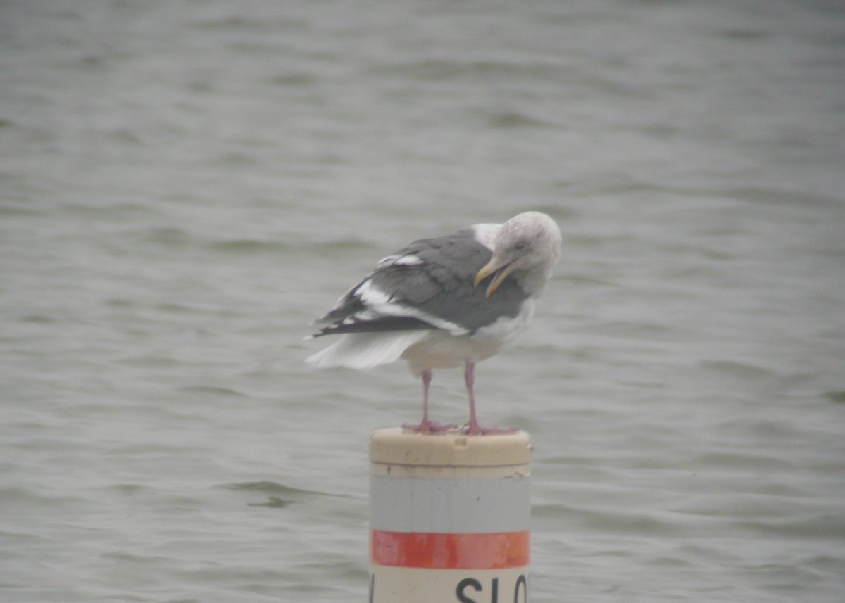 Slaty-backed Gull - ML173837901
