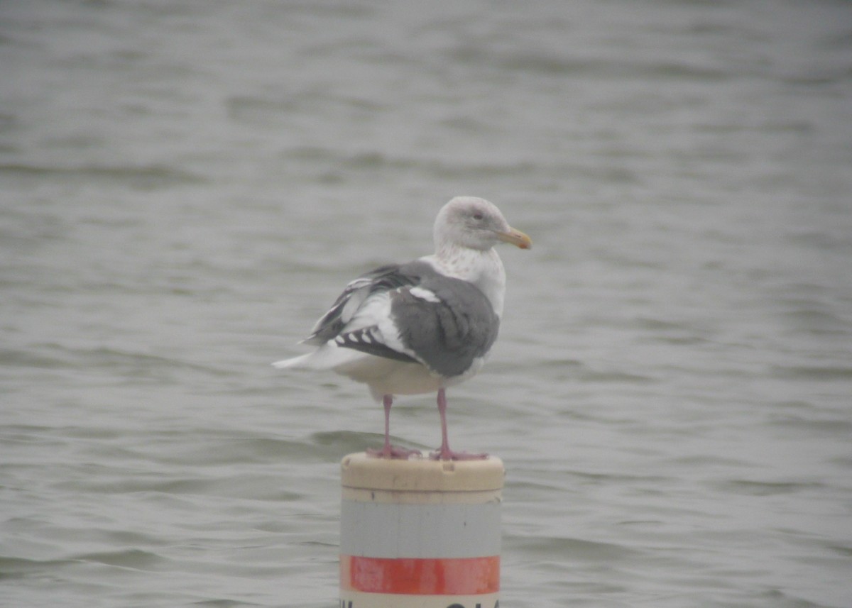 Slaty-backed Gull - ML173837911