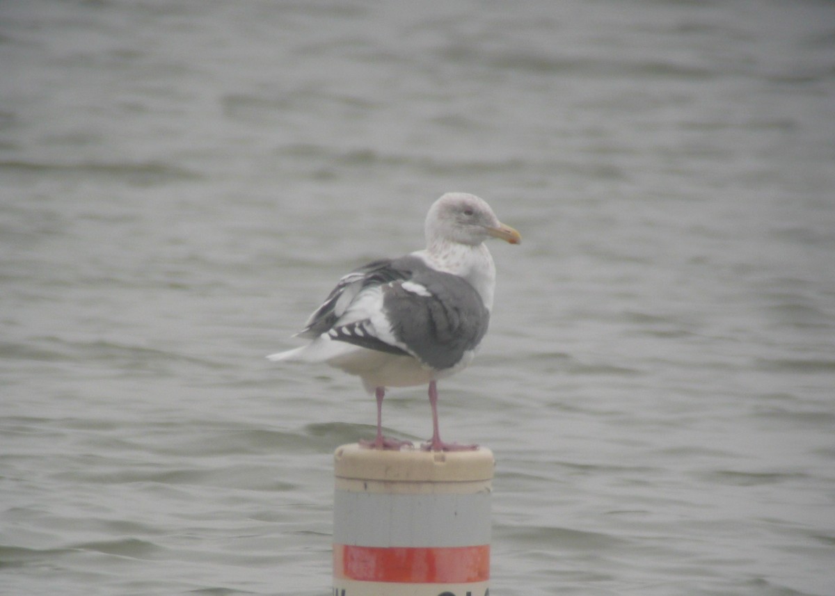 Slaty-backed Gull - Michael David