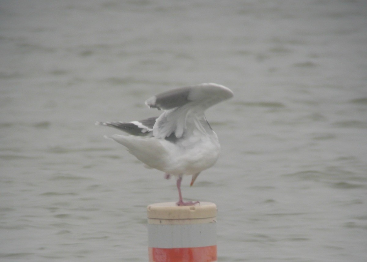 Slaty-backed Gull - ML173837921