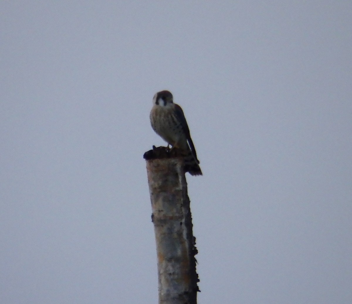 American Kestrel - ML173838461