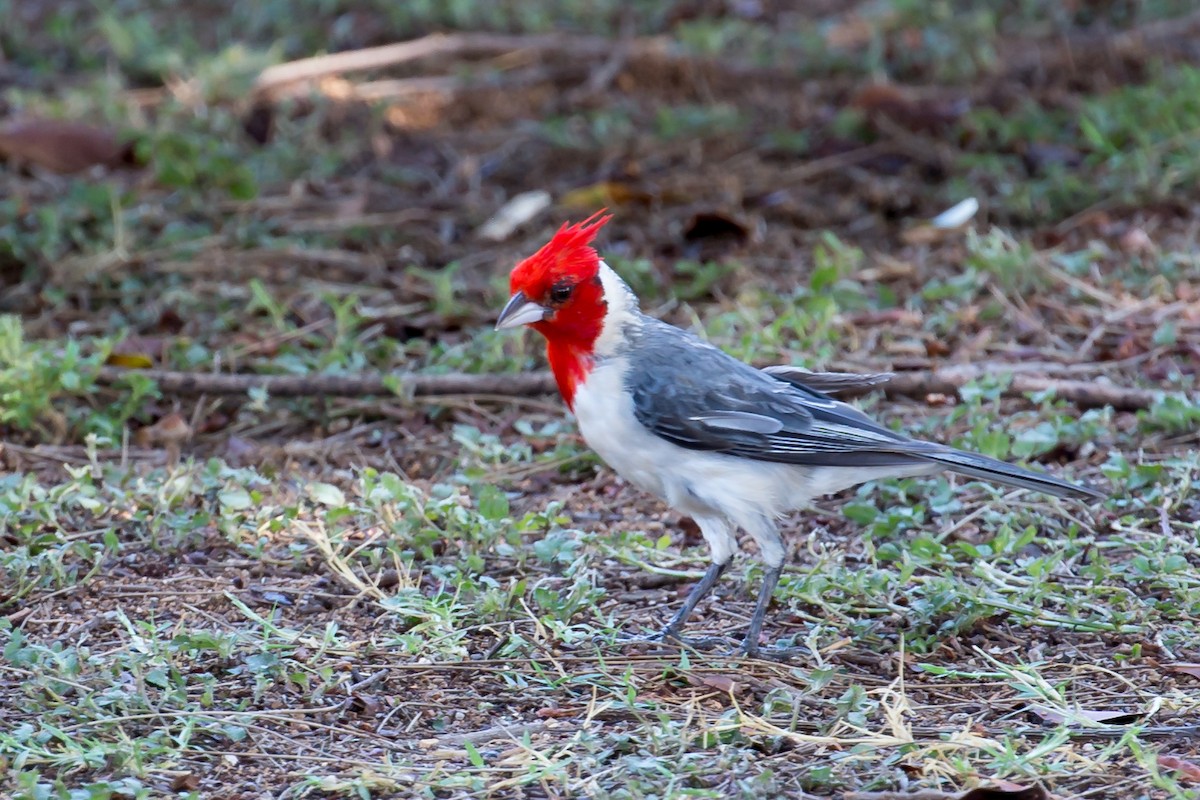 Red-crested Cardinal - Hope Huntington