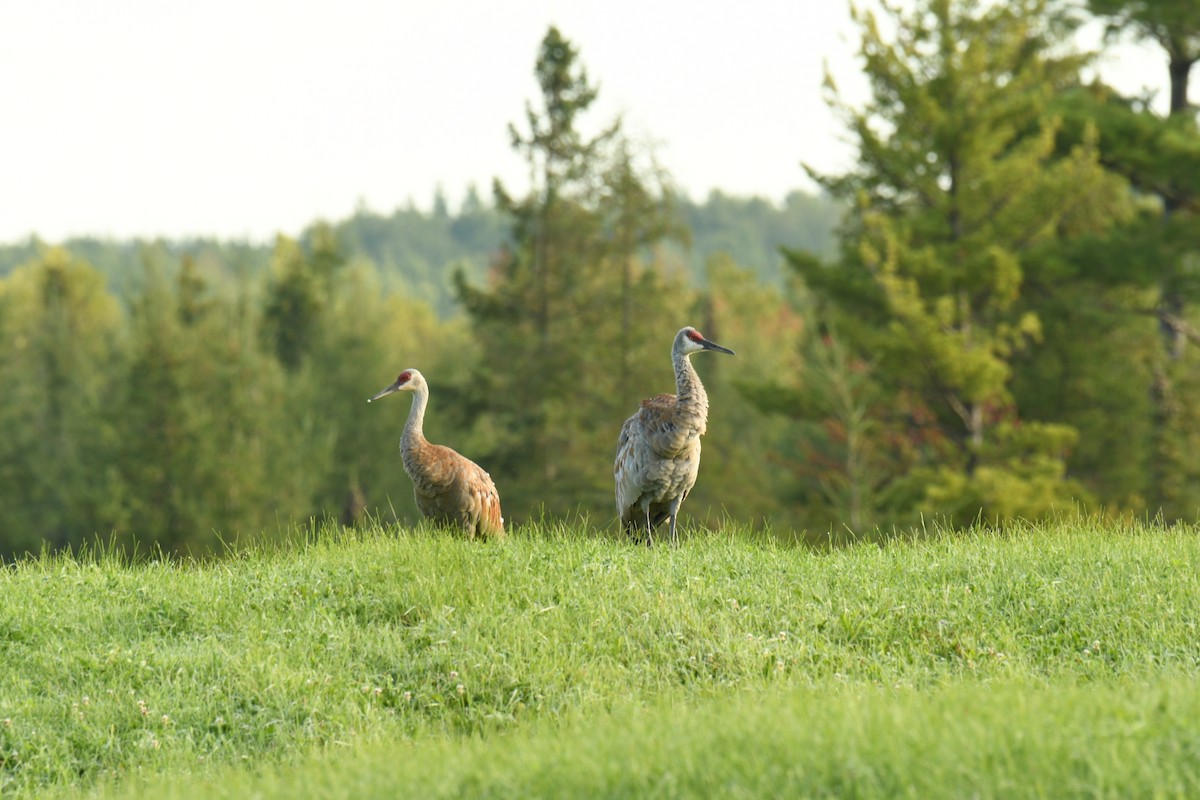 Sandhill Crane - Wilmer  Fernandez