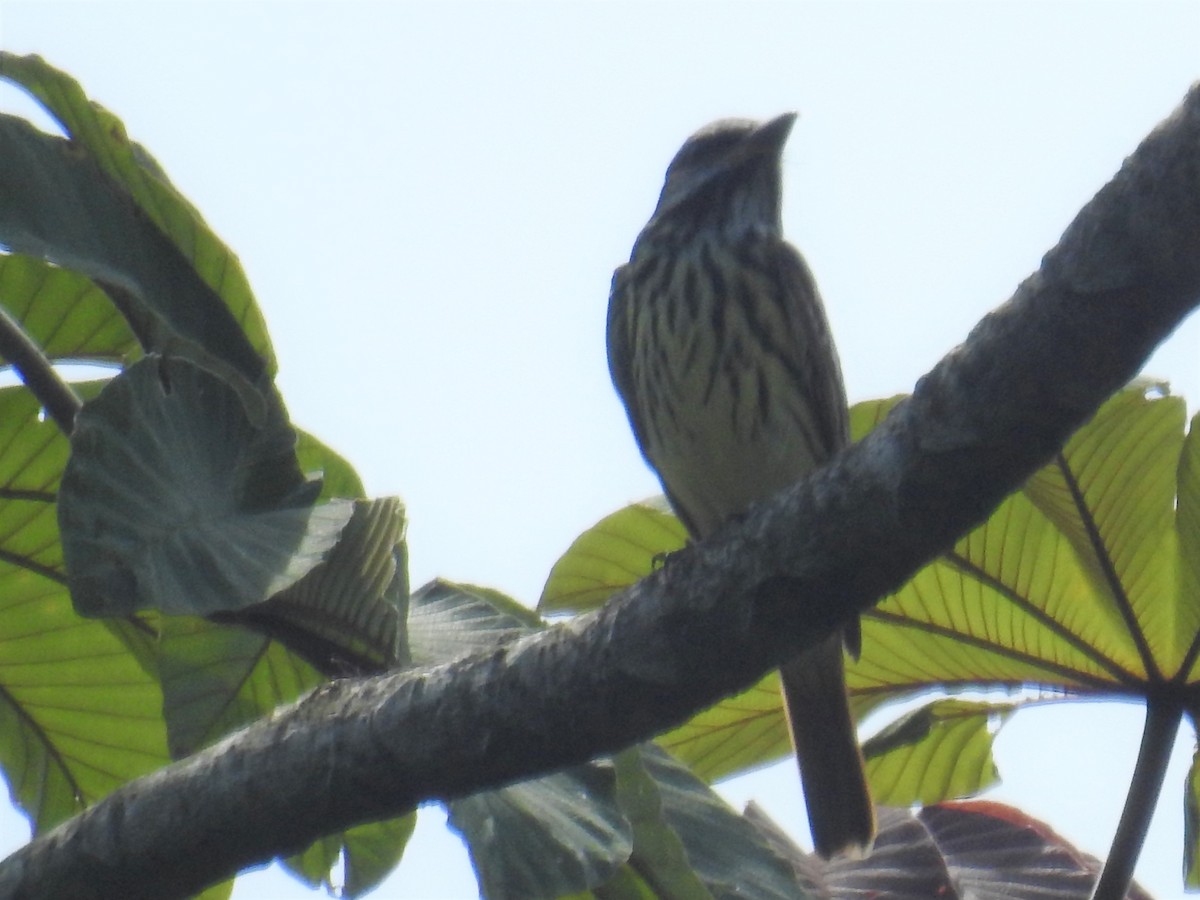 Sulphur-bellied Flycatcher - ML173839771