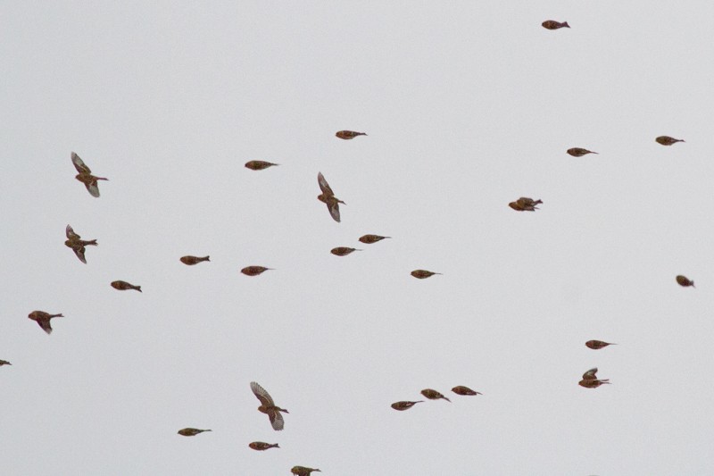 Бор цэгцүүхэй - ML173840371