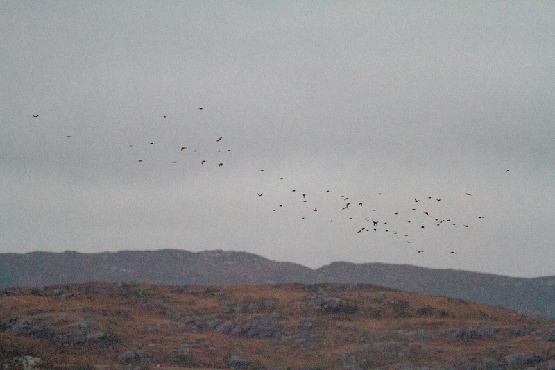 Бор цэгцүүхэй - ML173840381