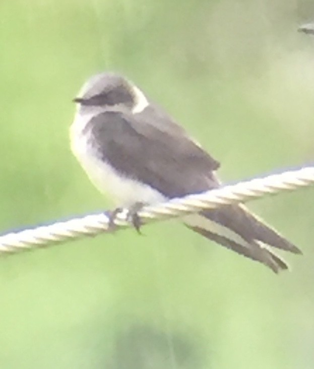 Purple Martin - ML173840521