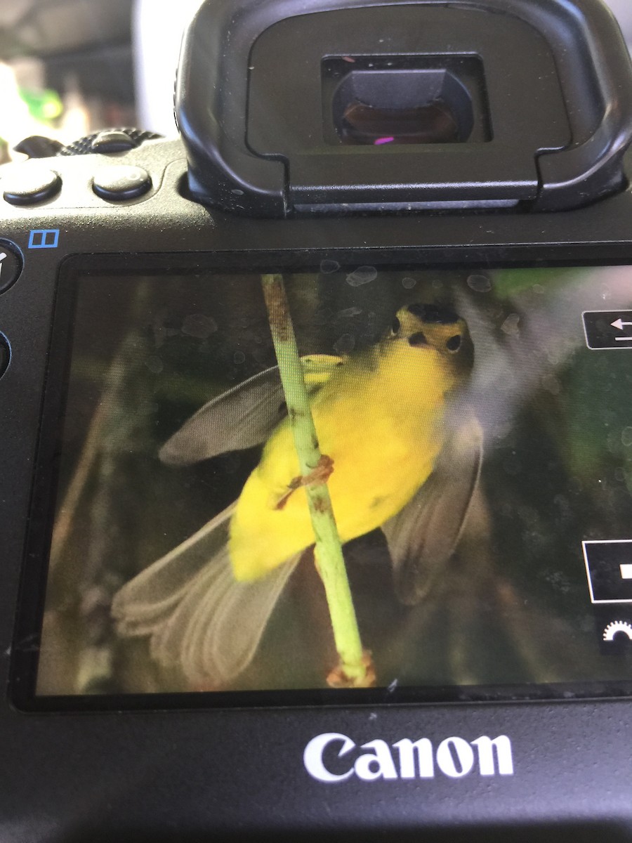Wilson's Warbler - David Henkel